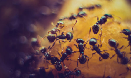 Уничтожение муравьев: методы