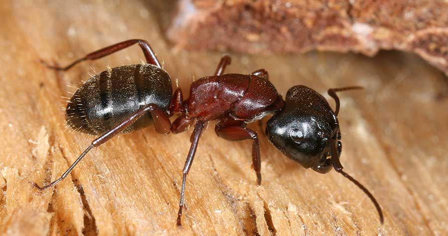 Уничтожение муравьев: методы