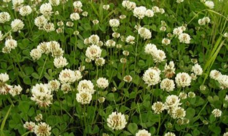 Преимущества и покупка семян белого клевера: Ваш гид по успешному озеленению