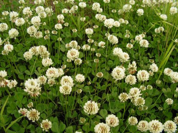 Преимущества и покупка семян белого клевера: Ваш гид по успешному озеленению